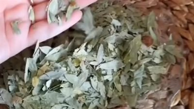 فوائد عشبة السنامكي يقضى على التفكير وينظف البطن ينقى ١لـ⊂م ويفتك الفيروسات وينفظ القولون ويخرج السحر المأكول المشروب بأذن الله